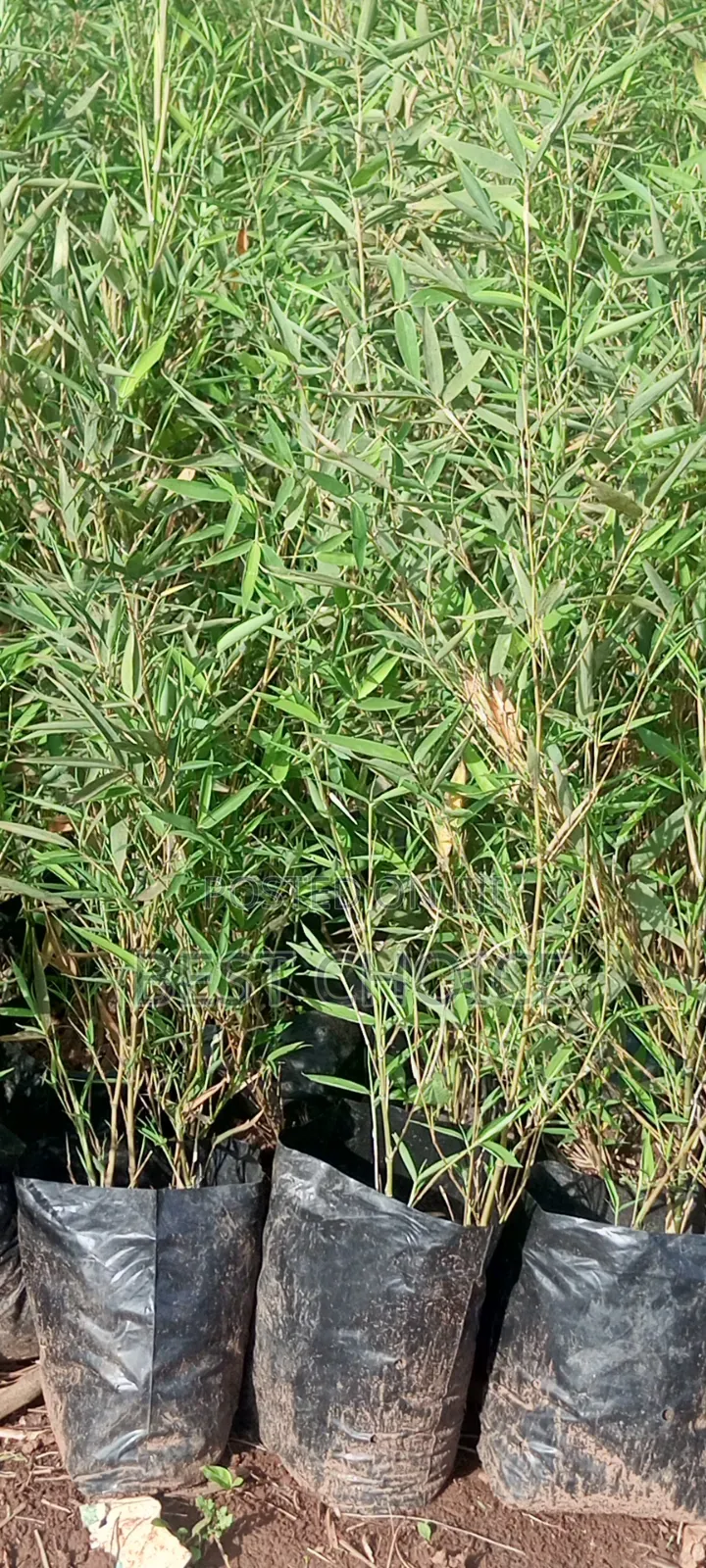 Bamboo for a Greener Tomorrow.