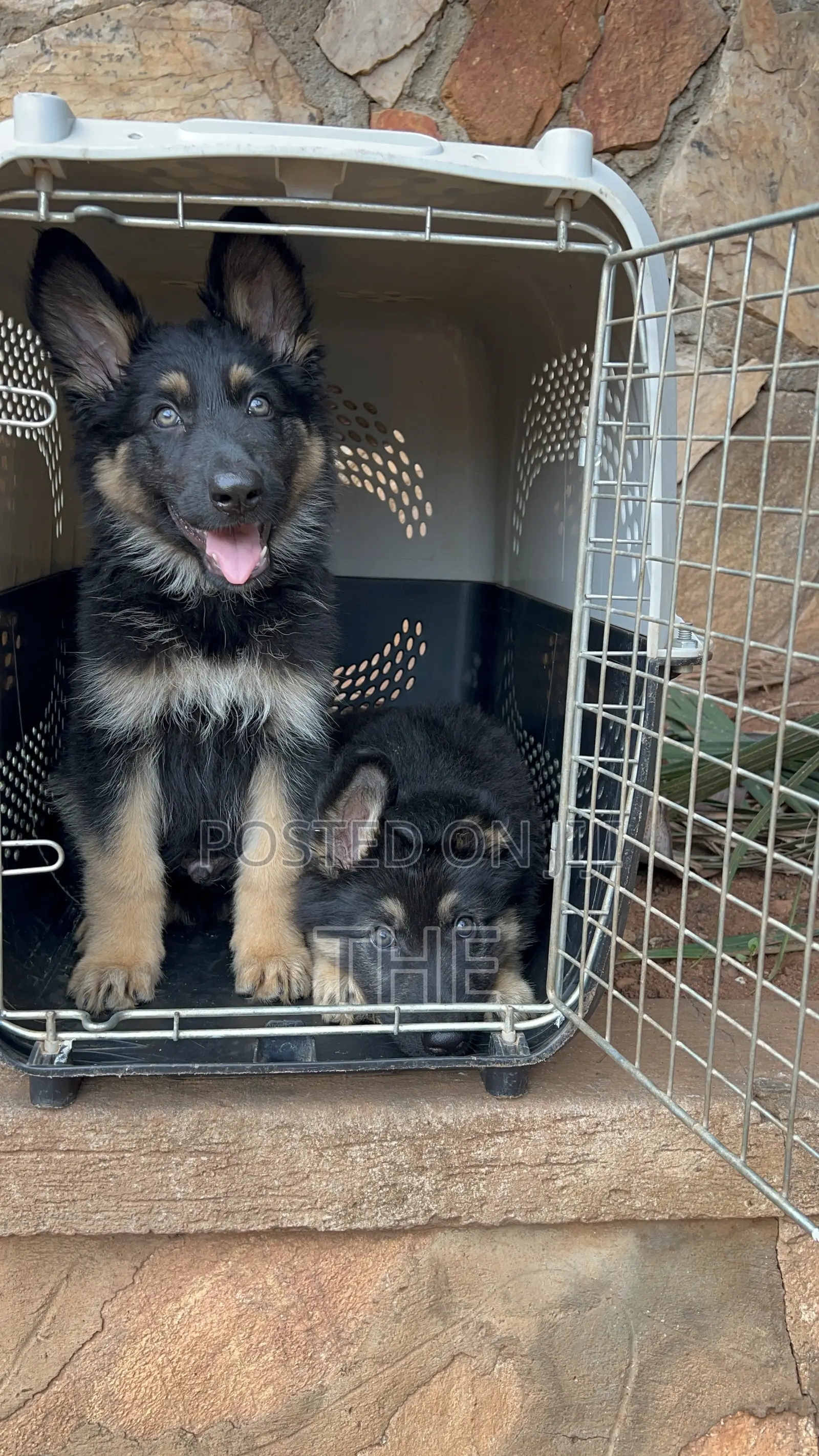 1-3 months Male Purebred German Shepherd