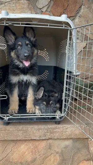 1-3 months Male Purebred German Shepherd