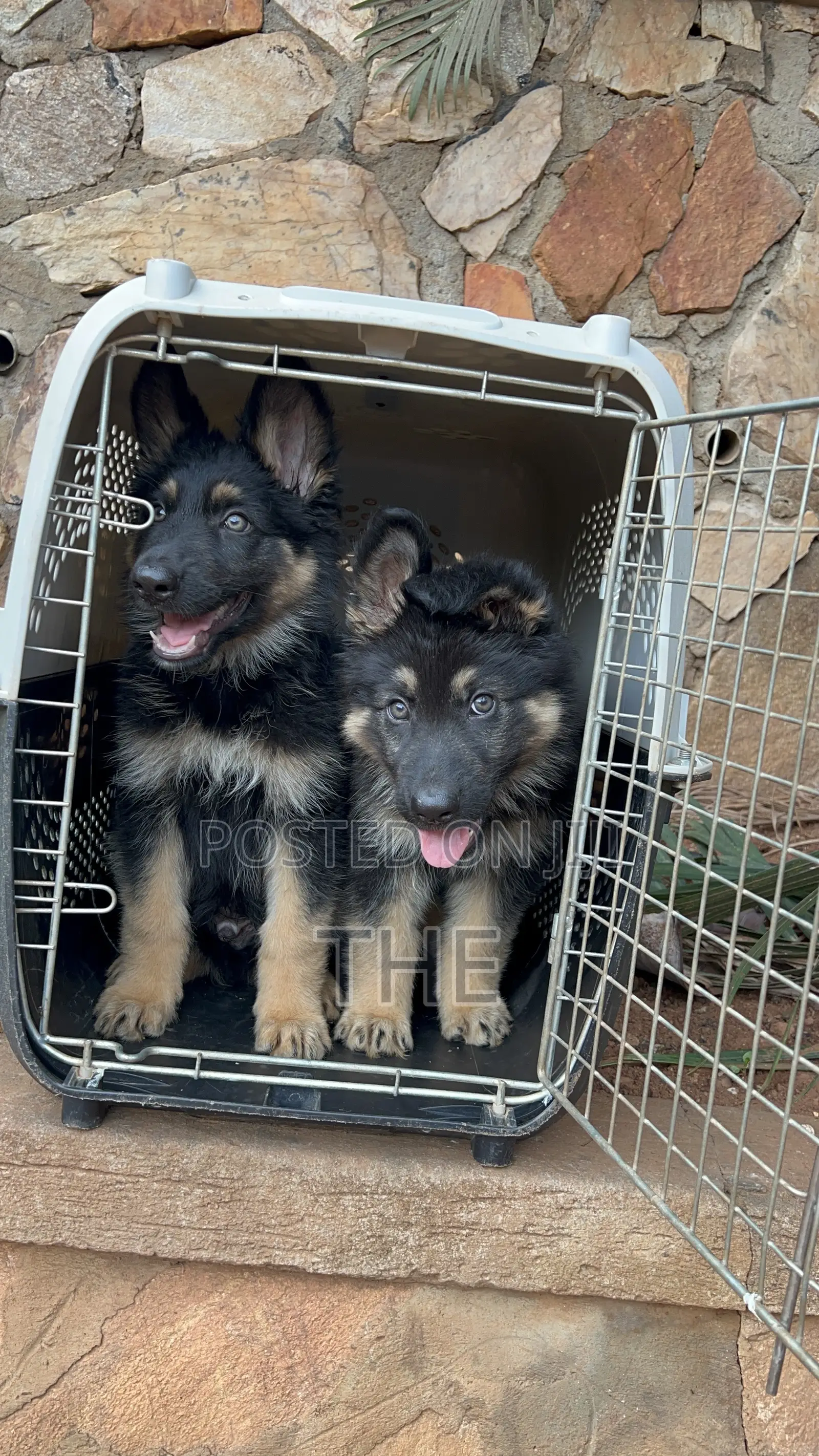 1-3 months Male Purebred German Shepherd
