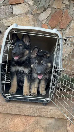 1-3 months Male Purebred German Shepherd