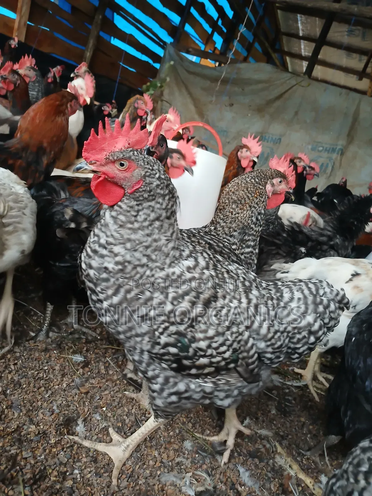 Local Birds