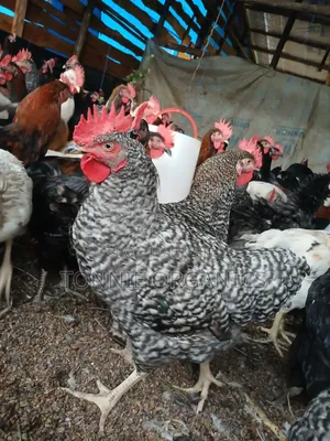 Local Birds