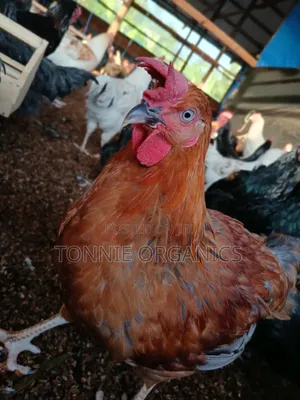 Local Birds
