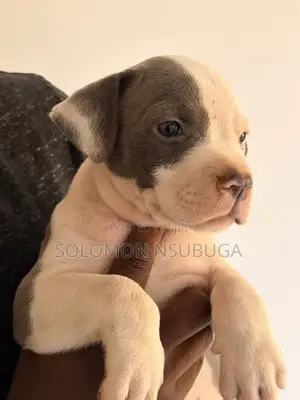 1-3 months Male Purebred American Pit Bull Terrier