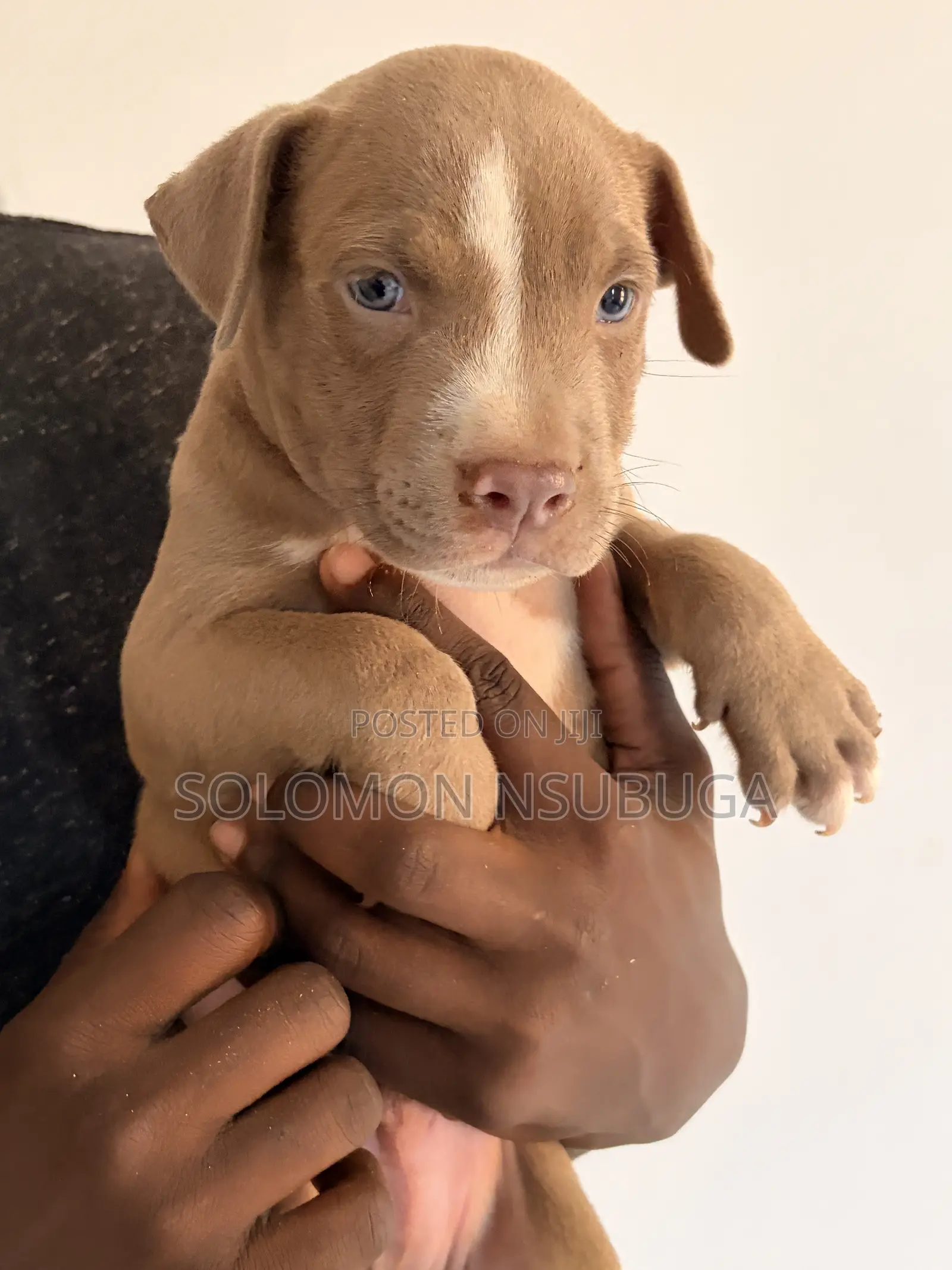 1-3 months Male Purebred American Pit Bull Terrier