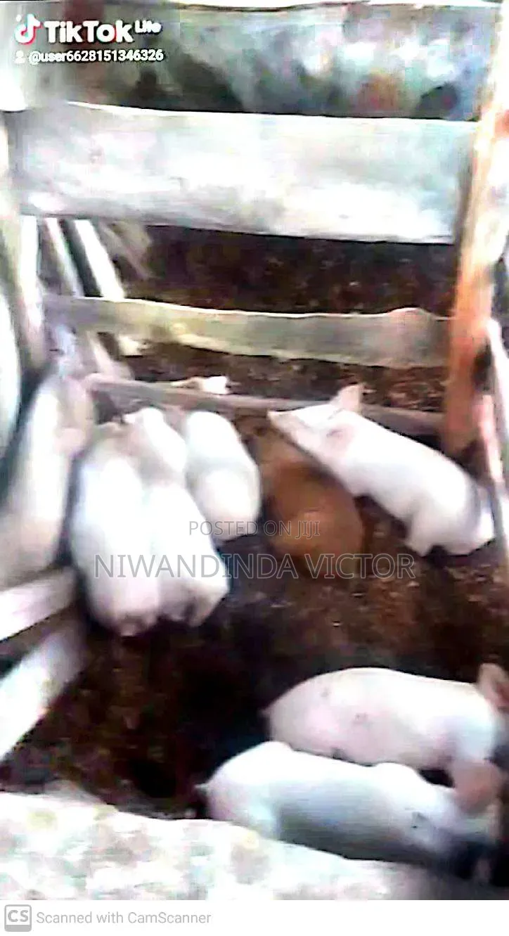 Piglets on Sale