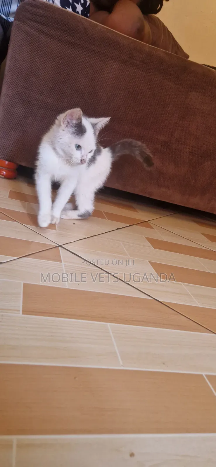 1-3 months Female Purebred Bengal
