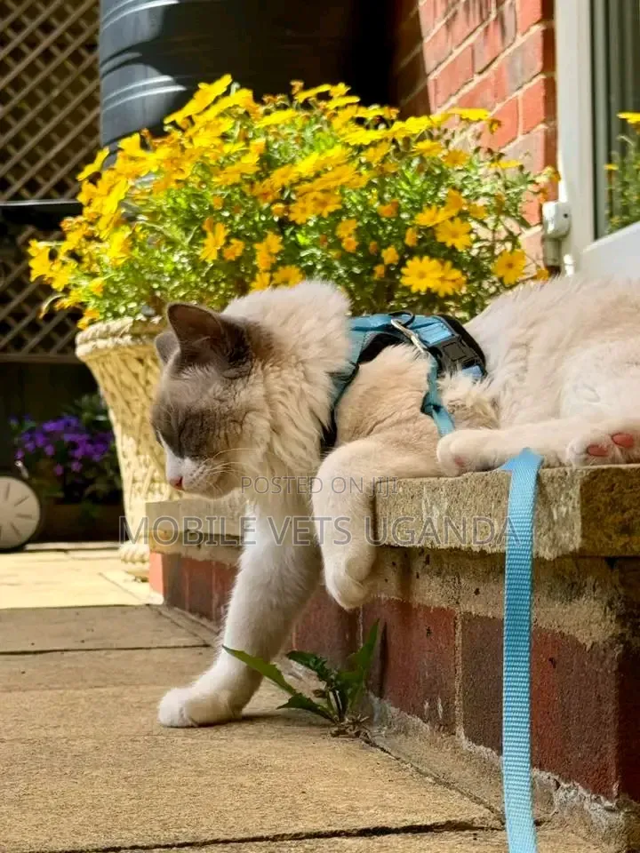 3-6 months Male Purebred Ragdoll