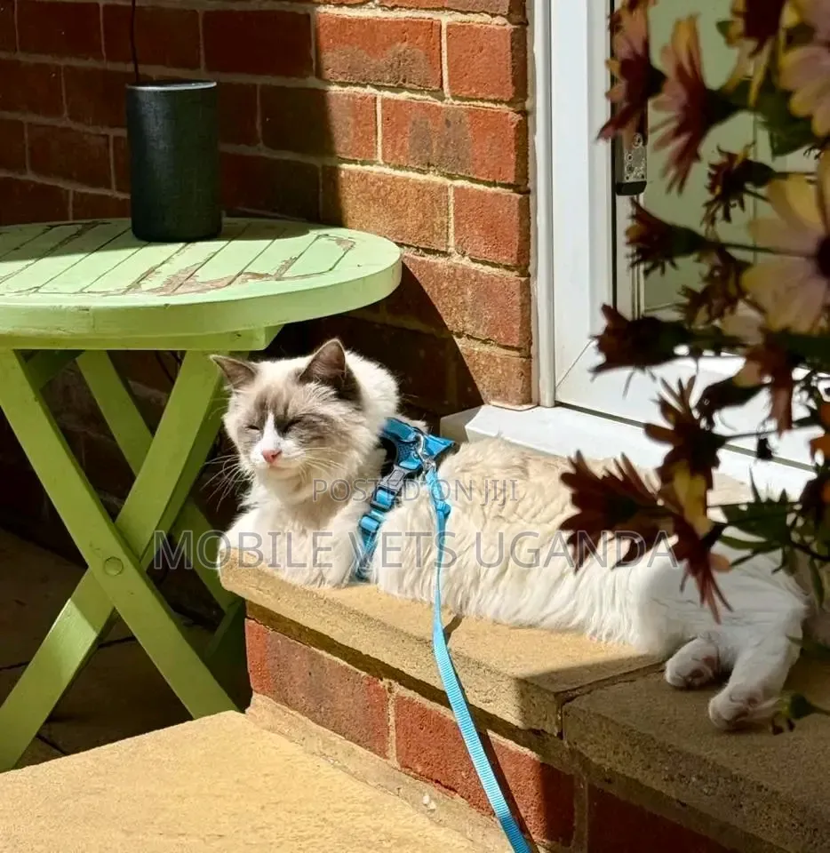 3-6 months Male Purebred Ragdoll