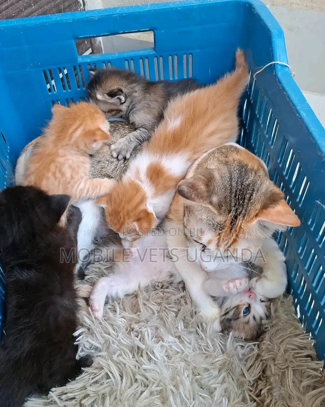 0-1 month Female Purebred American Curl