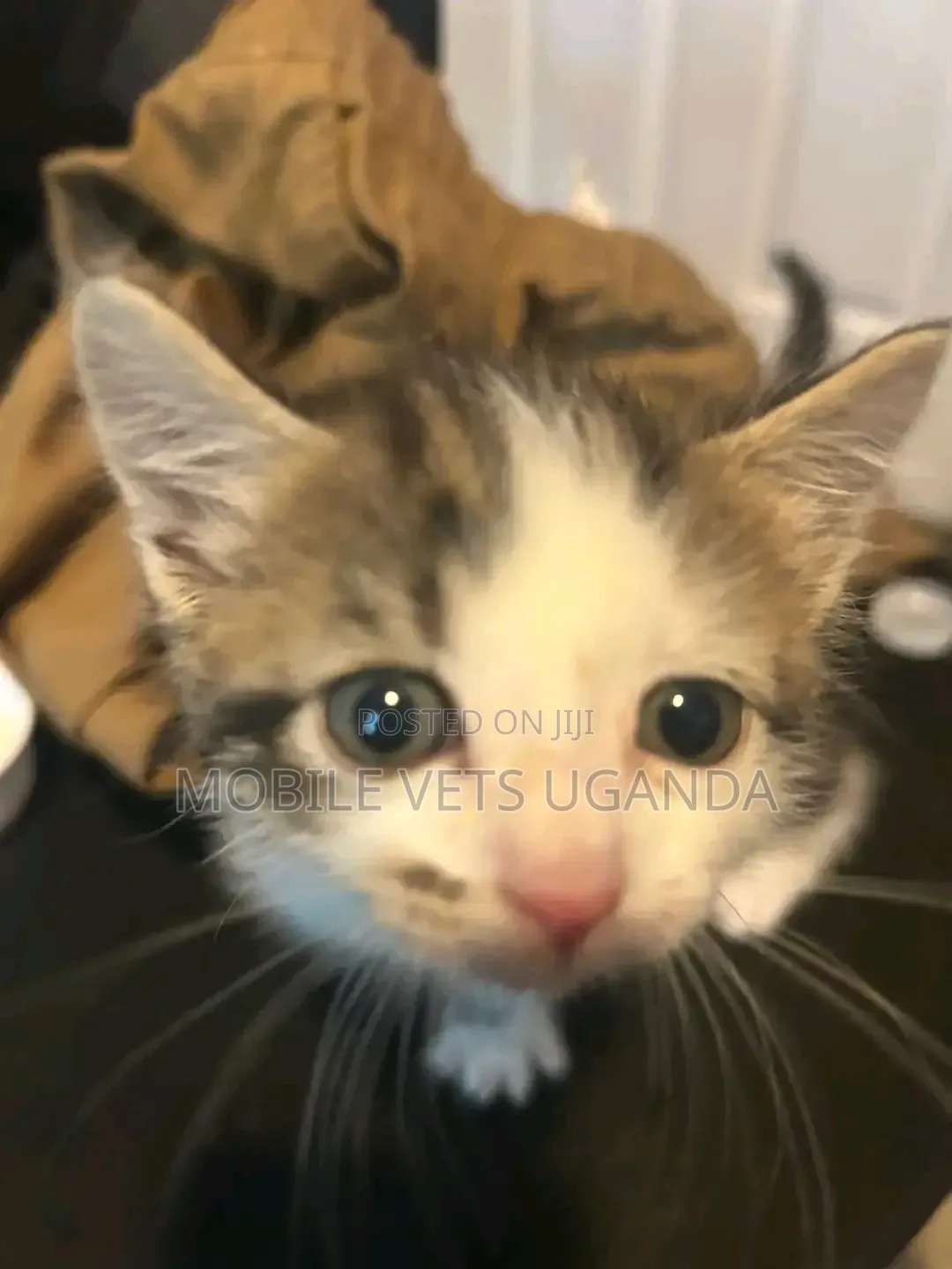 0-1 month Male Purebred Chinese Li Hua