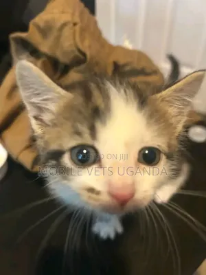 0-1 month Male Purebred Chinese Li Hua