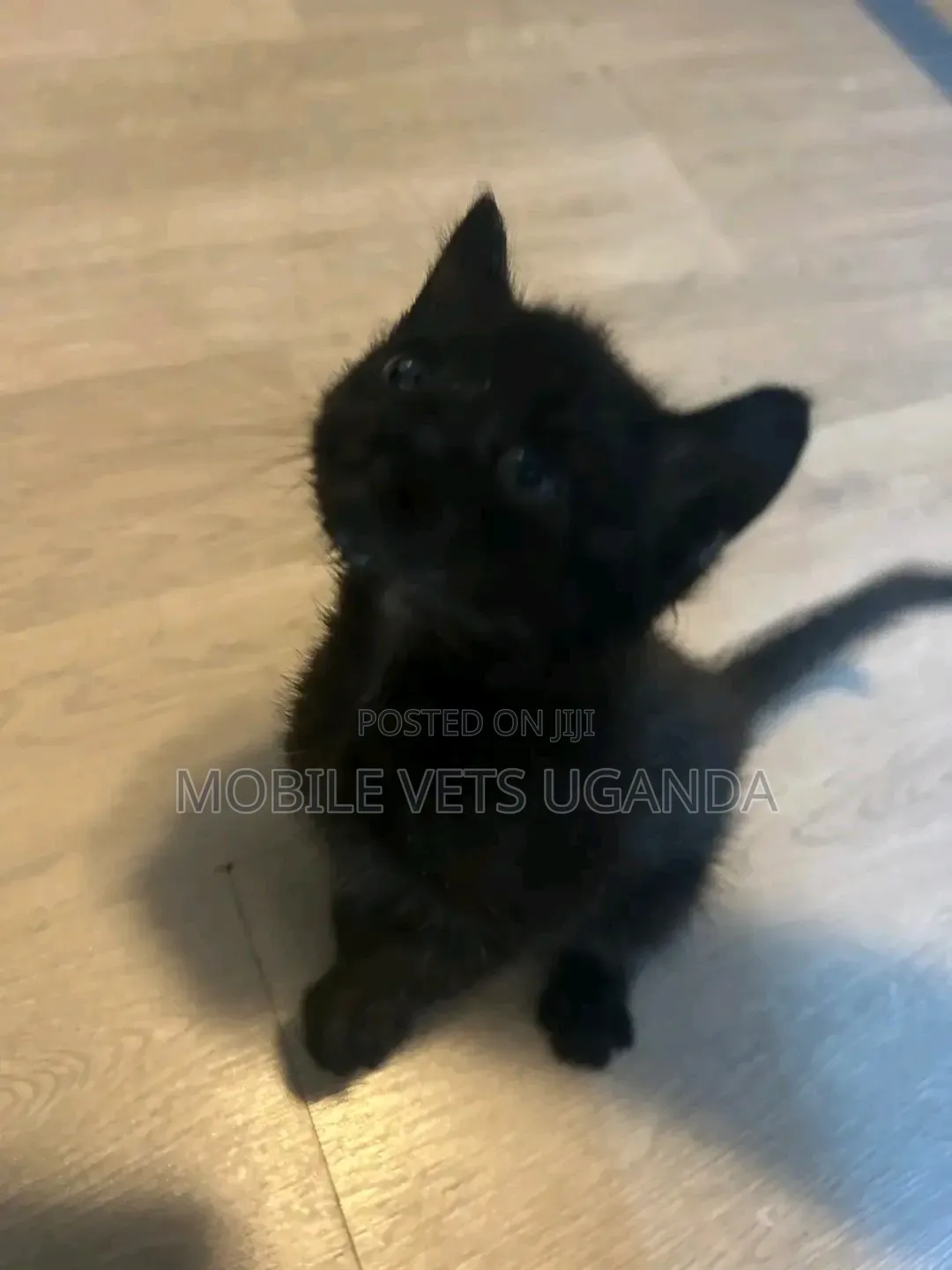 1-3 months Male Purebred American Bobtail