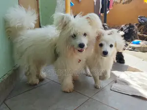 1-3 months Male Purebred Maltese