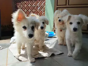 1-3 months Male Purebred Maltese