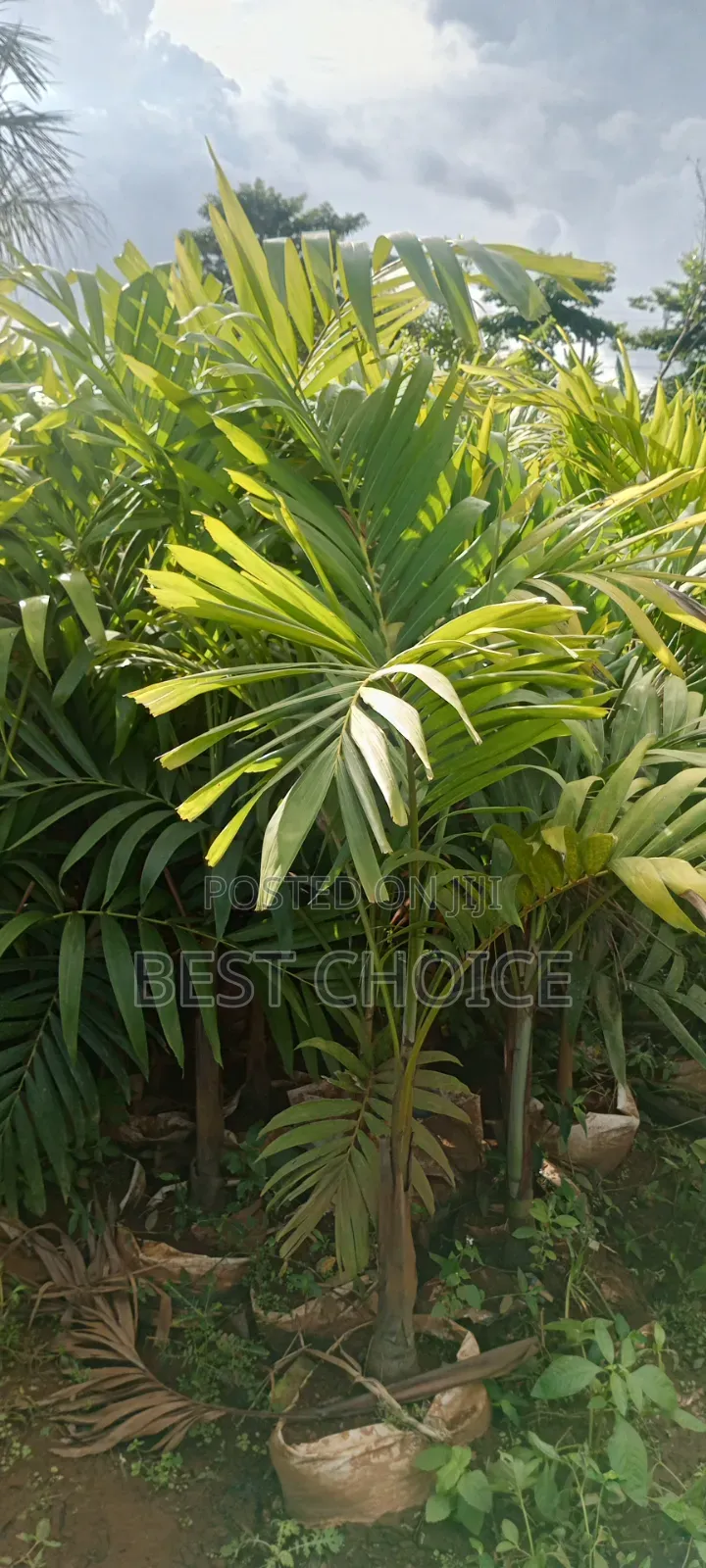 Areca Palm, Butterfly Palm, Golden Palm.