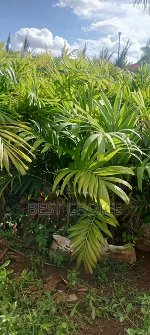 Areca Palm, Butterfly Palm, Golden Palm.