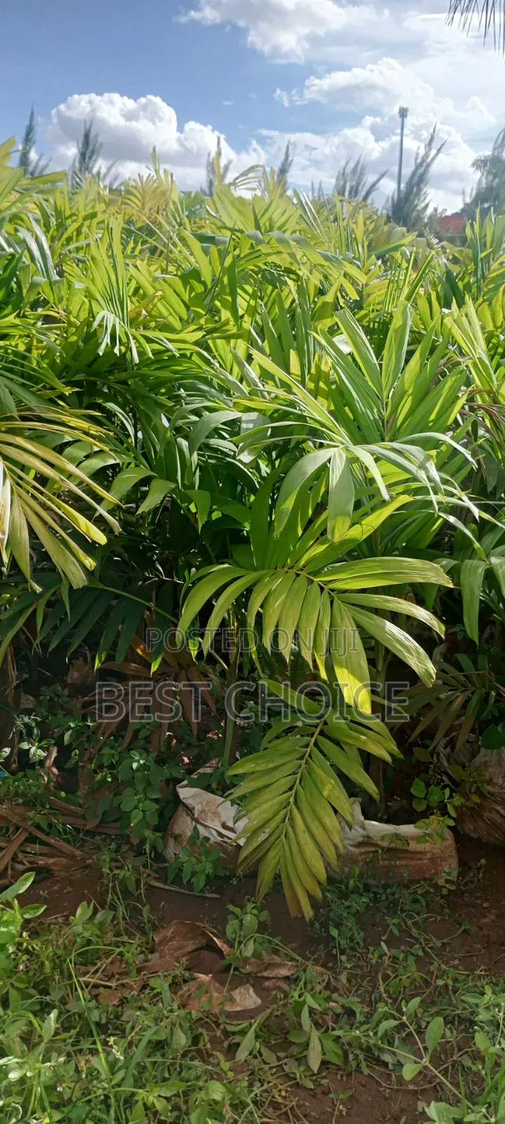 Areca Palm, Butterfly Palm, Golden Palm.