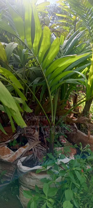 Areca Palm, Butterfly Palm, Golden Palm.