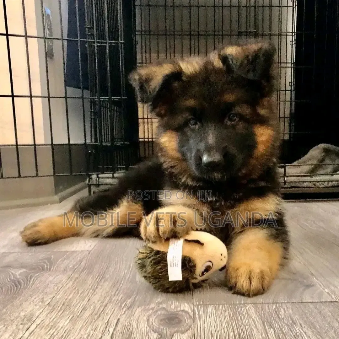 1-3 months Female Purebred German Shepherd