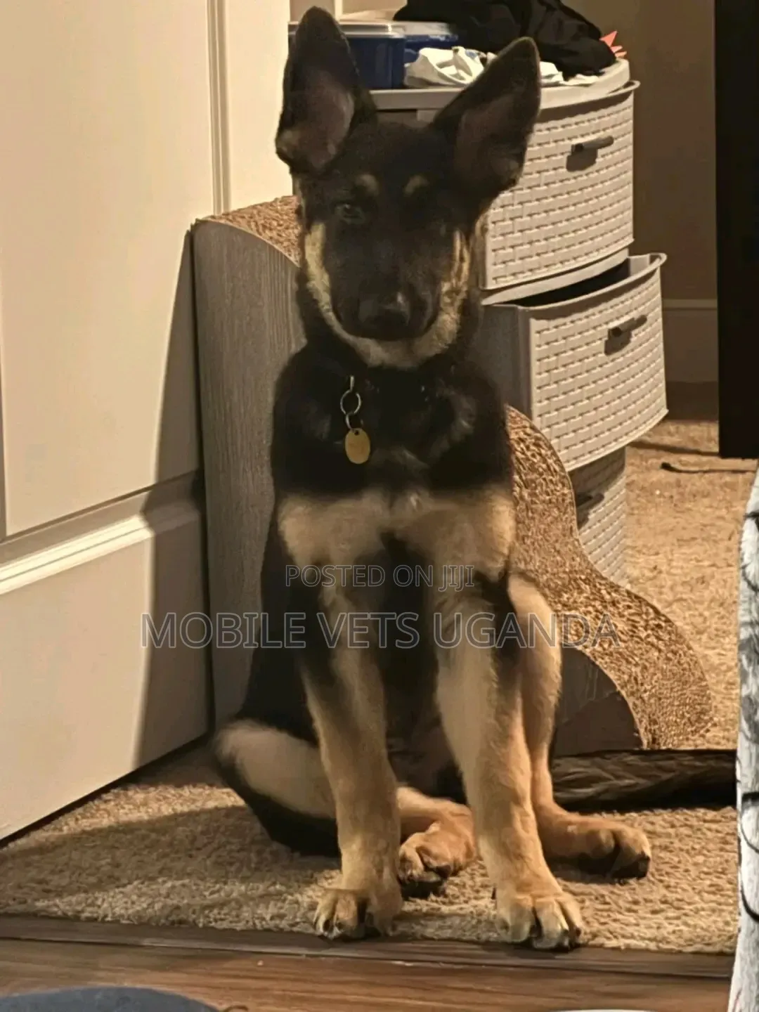 3-6 months Male Purebred German Shepherd