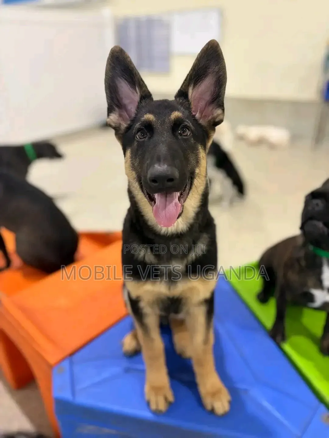 1-3 months Female Purebred German Shepherd