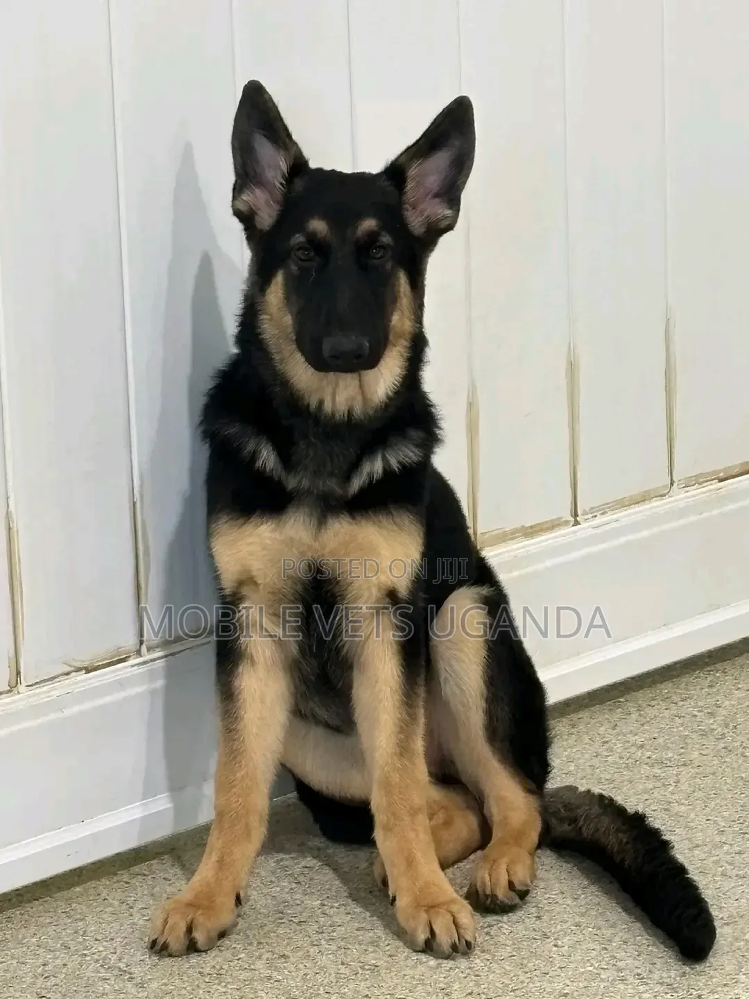 6-12 months Male Purebred German Shepherd