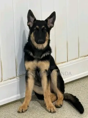 6-12 months Male Purebred German Shepherd