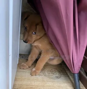 1-3 months Male Purebred German Shepherd