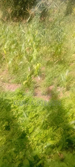 2acres of Land Forasale in Kyenjojo Price 10millions Peracre