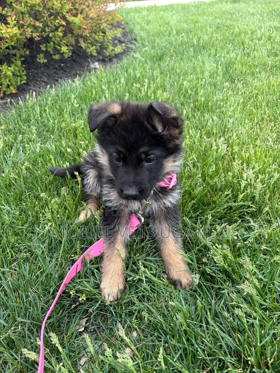1-3 months Female Purebred German Shepherd