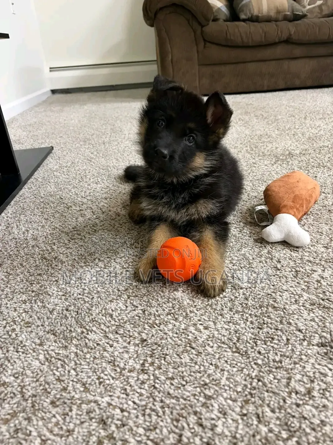 1-3 months Female Purebred German Shepherd