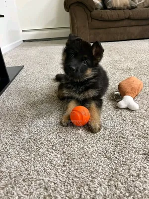 1-3 months Female Purebred German Shepherd