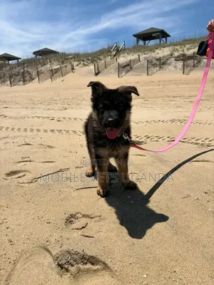 0-1 month Male Purebred German Shepherd