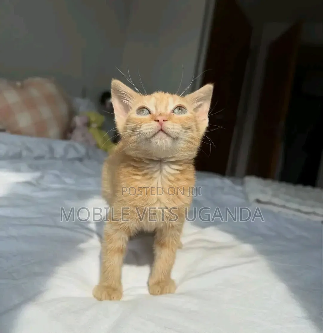 1-3 months Male Purebred American Shorthair