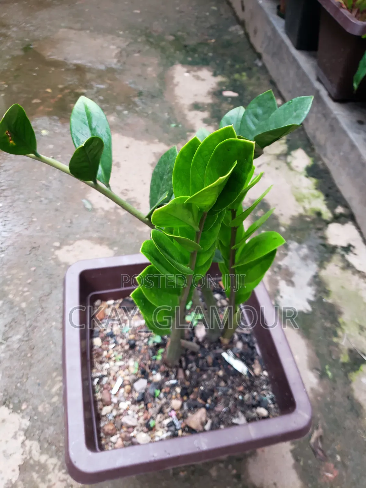 Indoor Plants