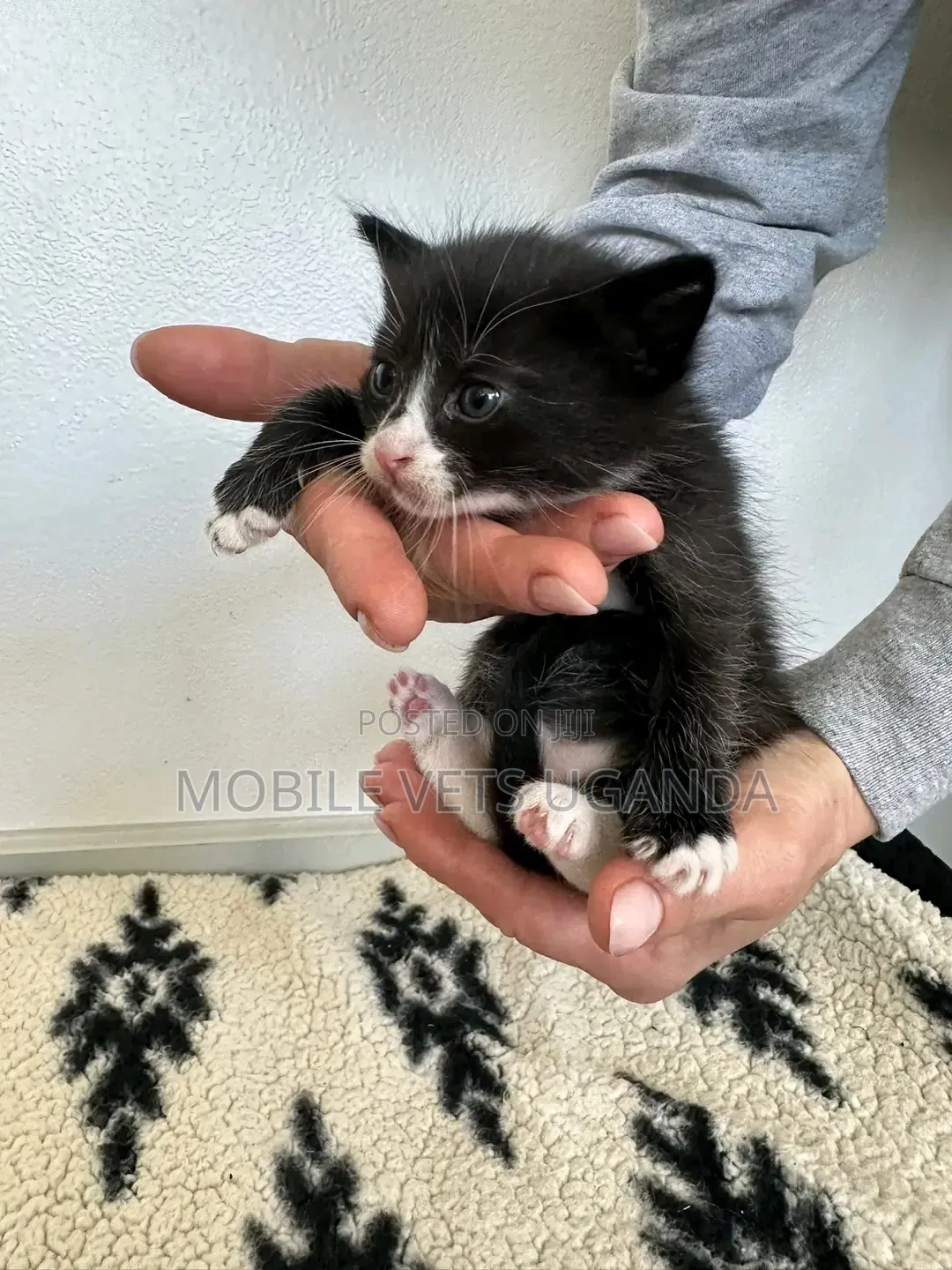 0-1 month Male Purebred American Bobtail