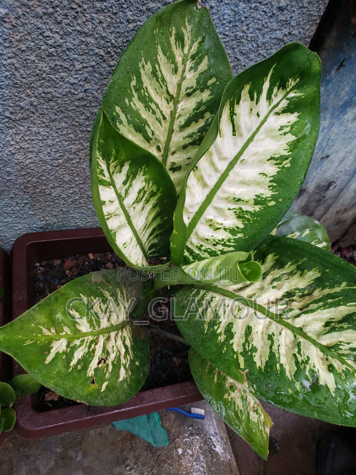 Indoor Plants