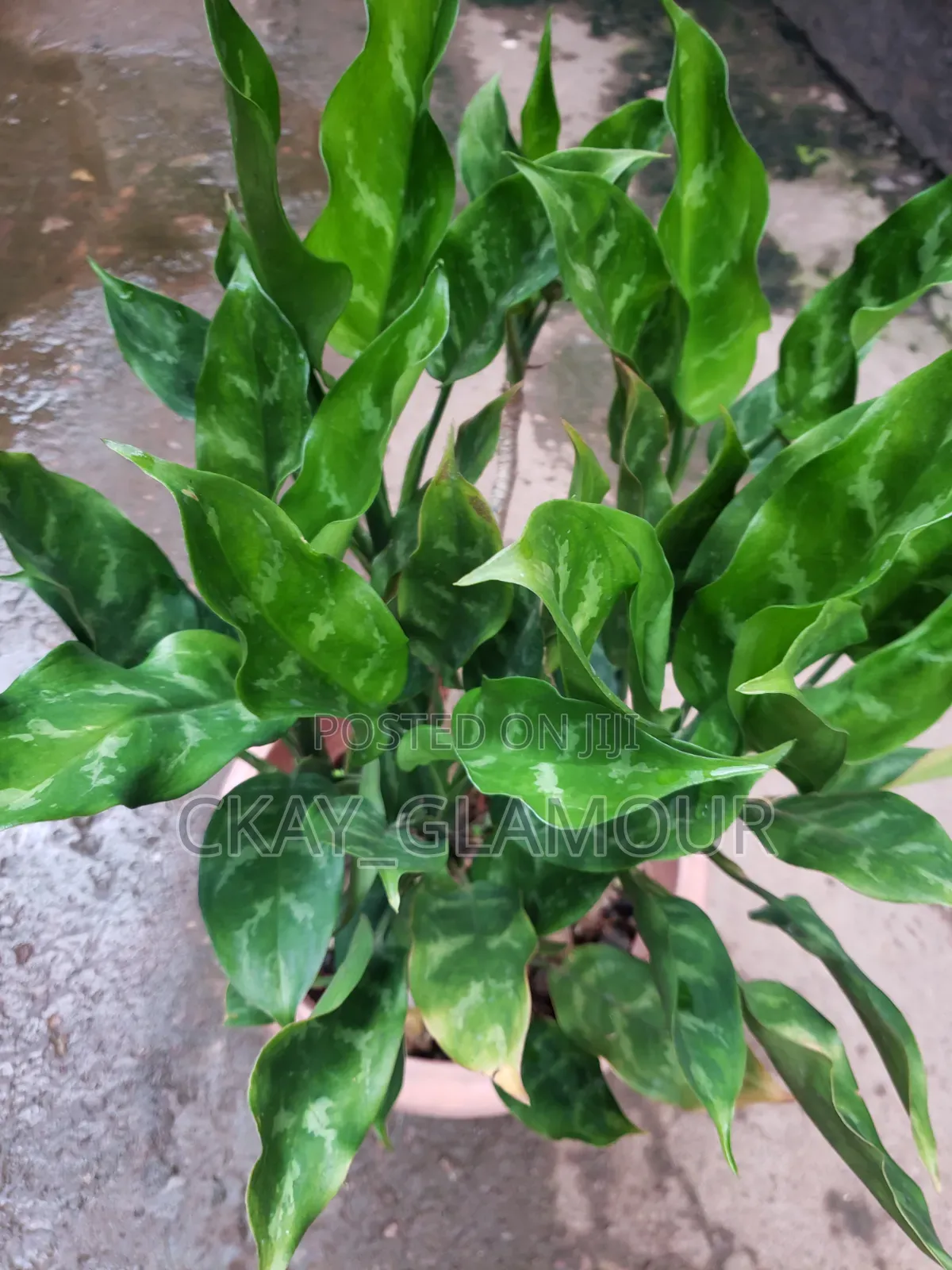 Indoor Plants