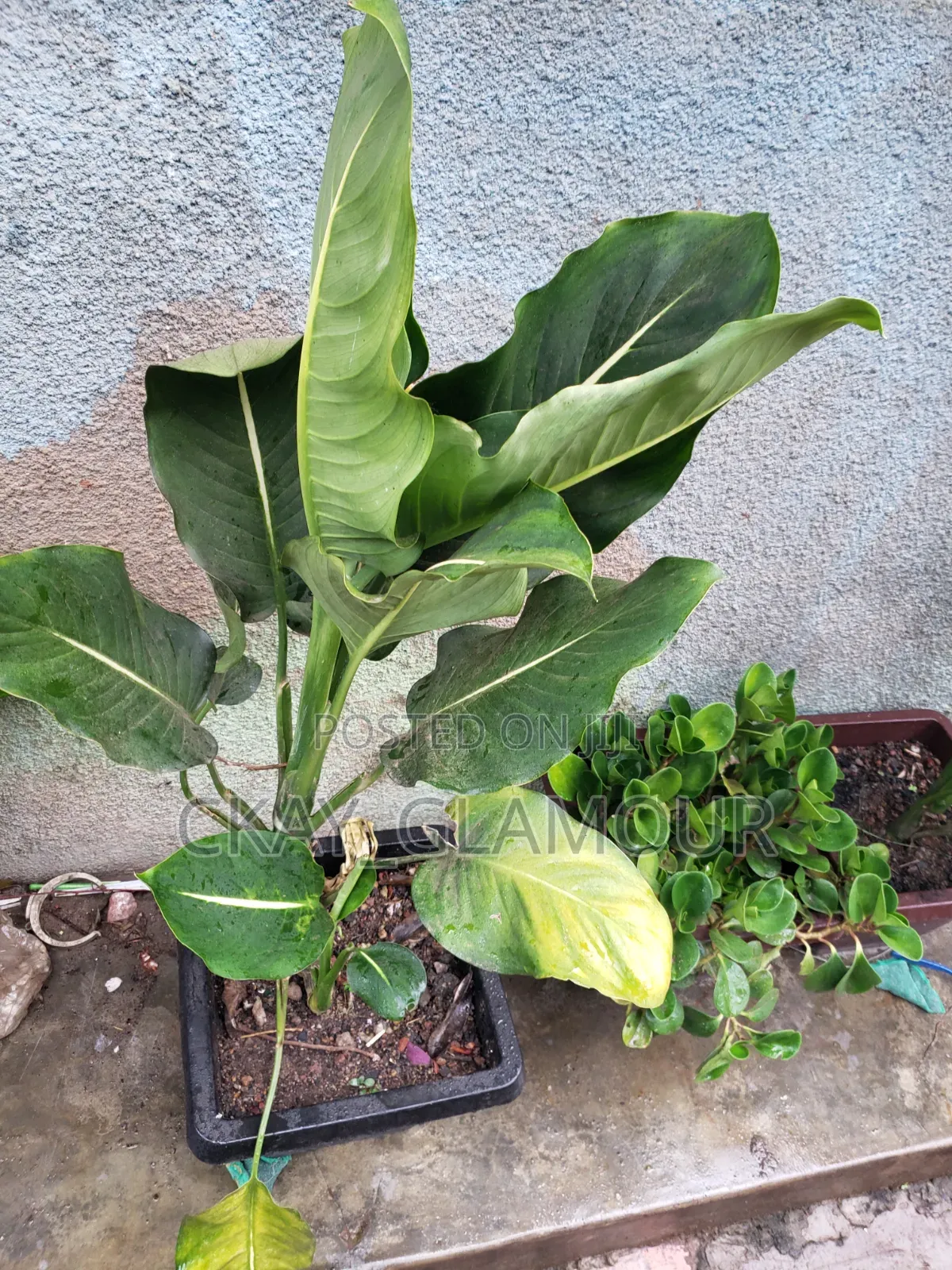 Indoor Plants