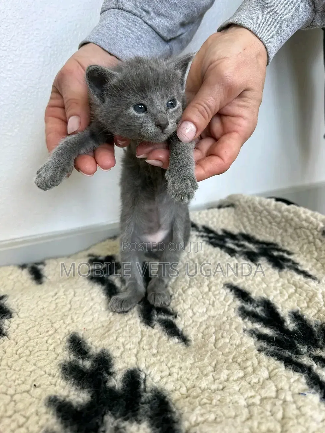 1-3 months Male Purebred American Wirehair
