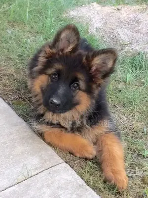 3-6 months Male Purebred German Shepherd