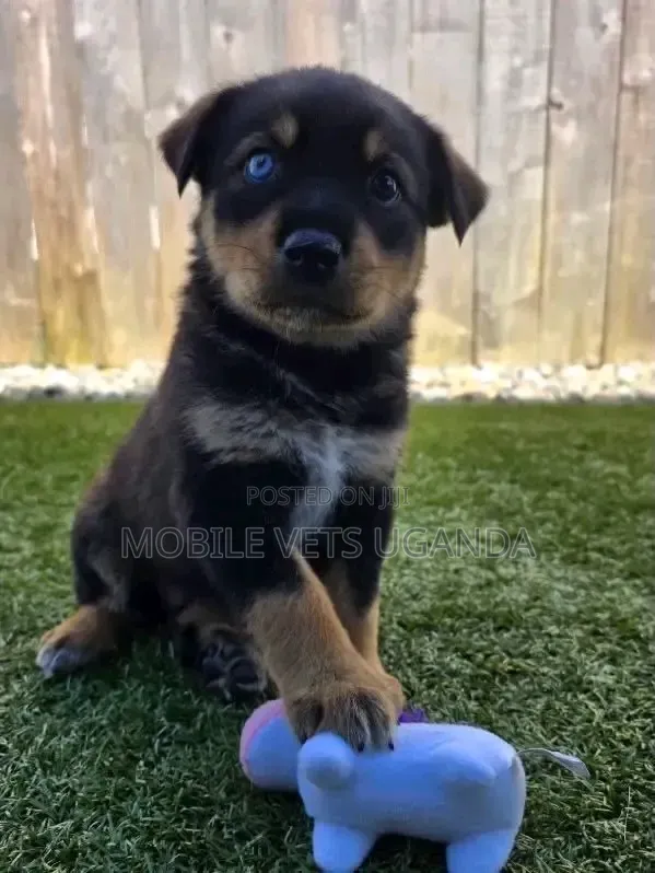 1-3 months Female Purebred German Shepherd