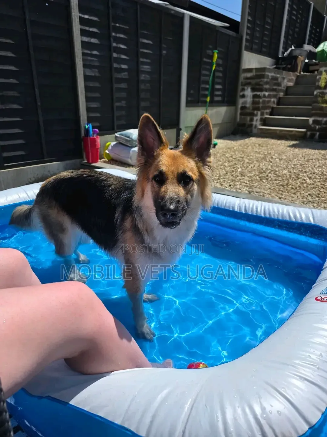 6-12 months Female Purebred German Shepherd