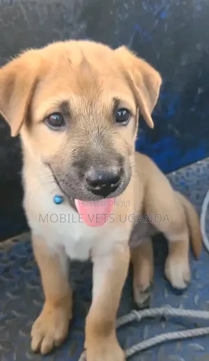 1-3 months Male Mixed Breed Boerboel