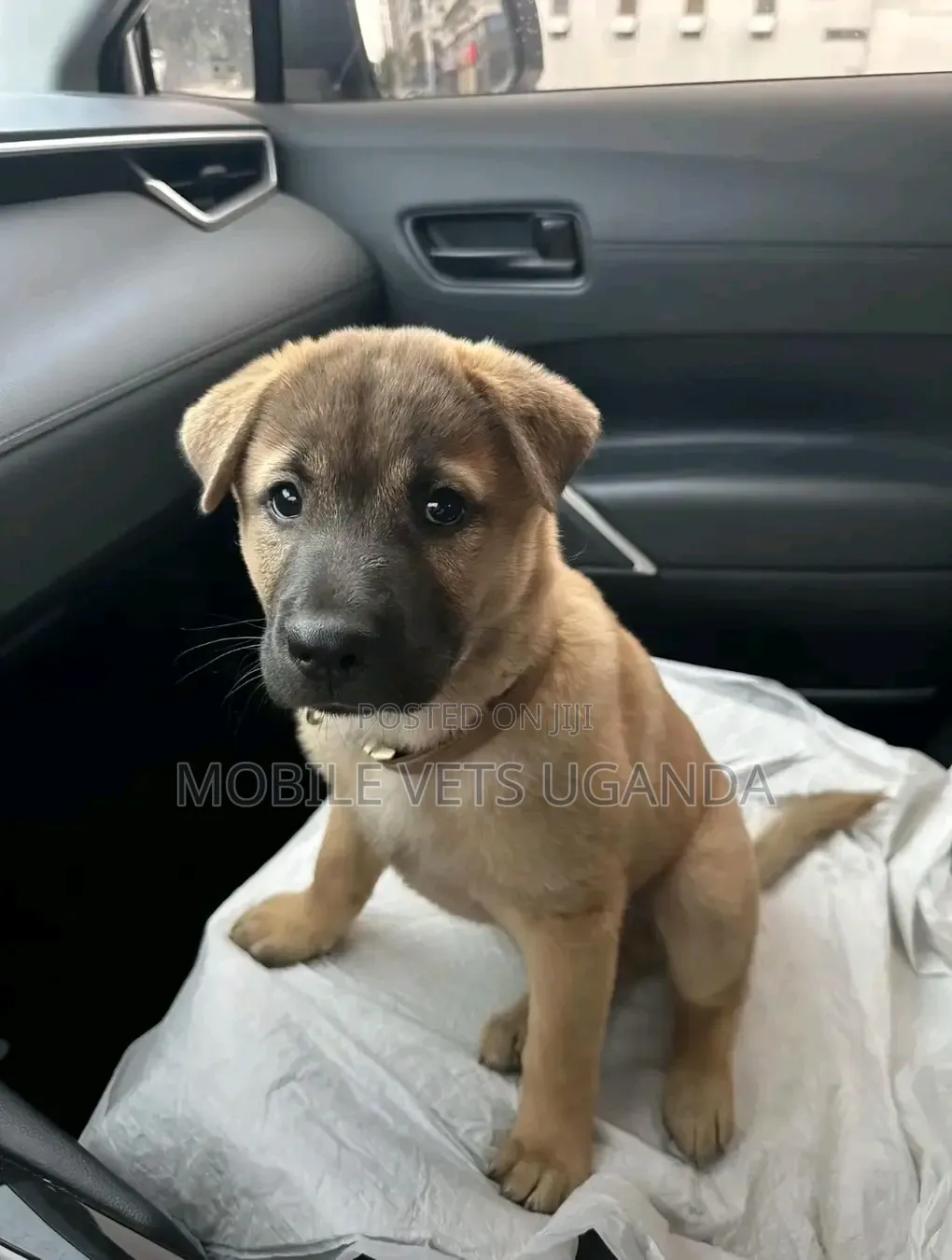1-3 months Female Purebred German Shepherd