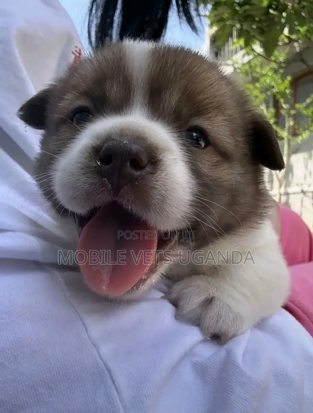 1-3 months Female Purebred Siberian Husky