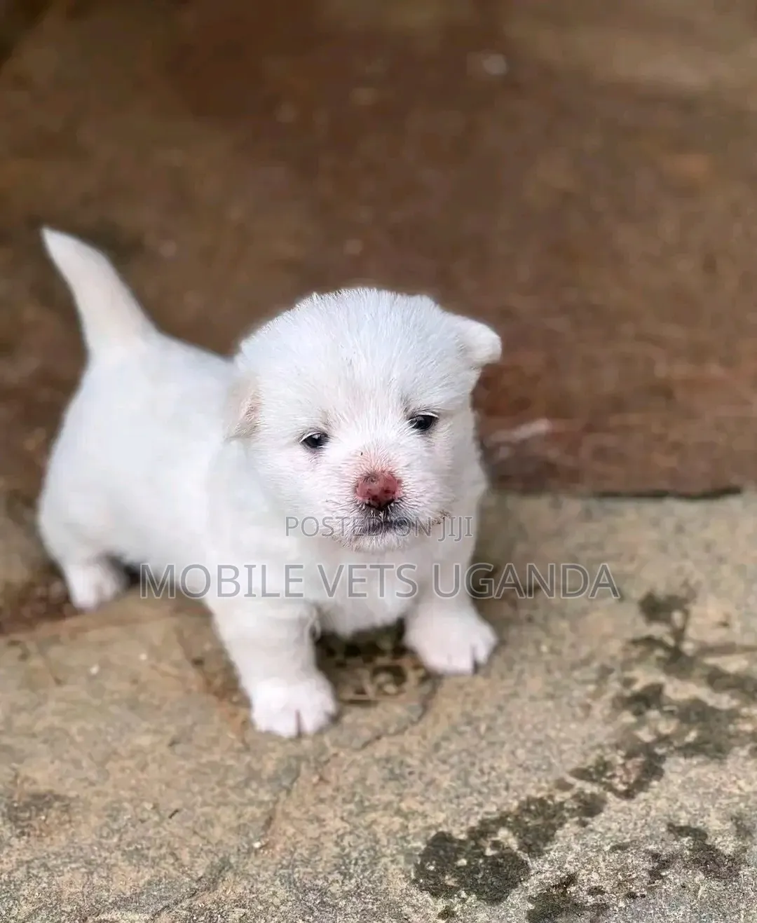 1-3 months Female Purebred Maltese