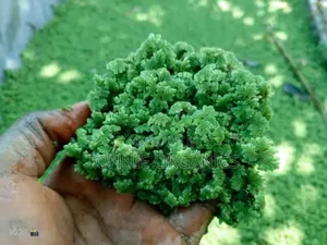 Azolla Seedlings